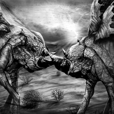 FlyRhino's Fight