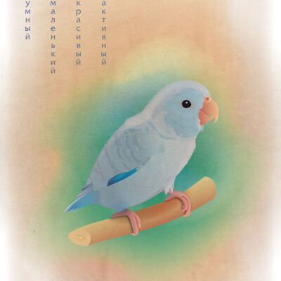 Pacific parrotlet Umka