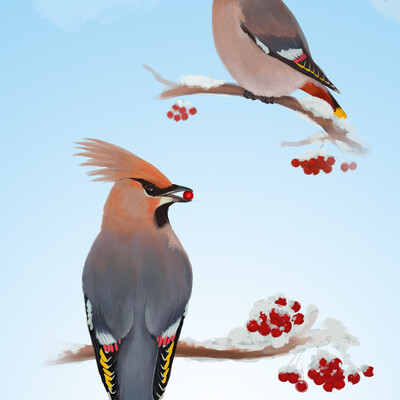 Waxwings