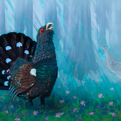 Capercaillie lek in spring
