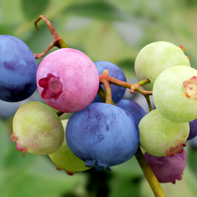 Bilberry