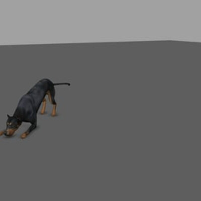 Dog playing with cat