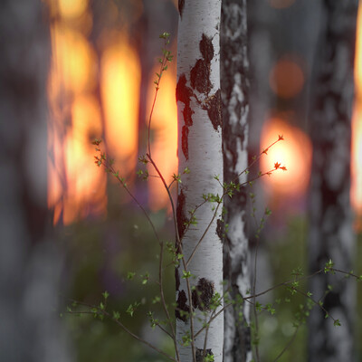Sunset in birch forest