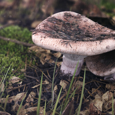 Mushrooms