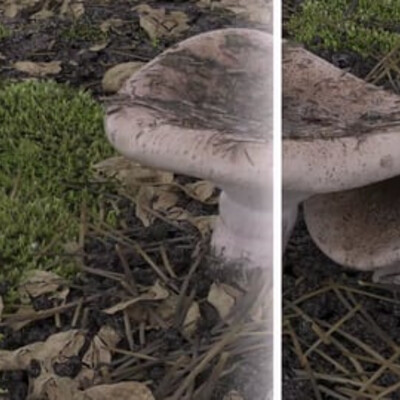 Mushrooms breakdown
