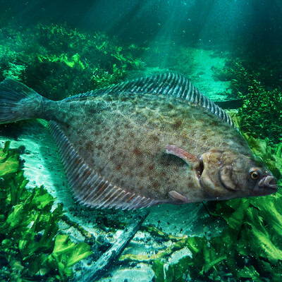 Flatfish