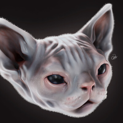 Kitty
