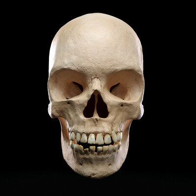 Skull