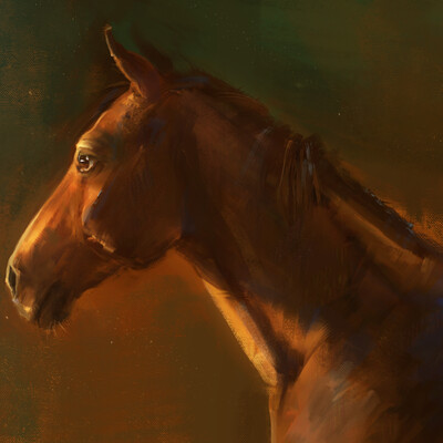 portrait of a horse