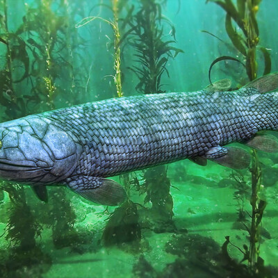 Gyroptychius