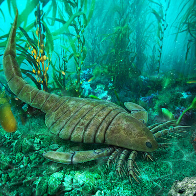 Carcinosoma
