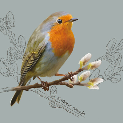 The European robin