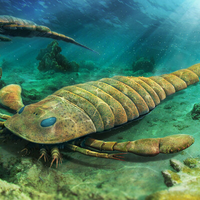 Eurypterus remipes