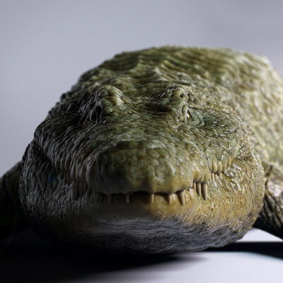 Crocodylus niloticus