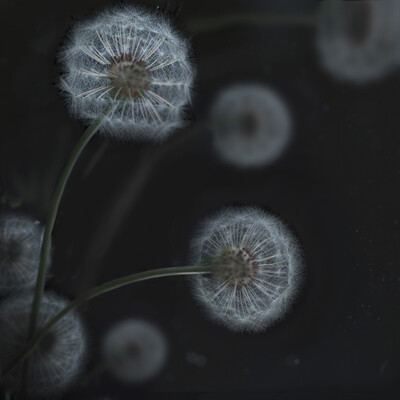 Dandelions