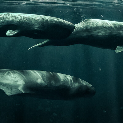 Moby-Dick