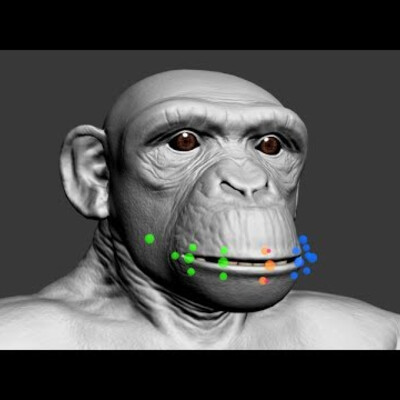 Chimpanzee. Facial rig in 3ds Max