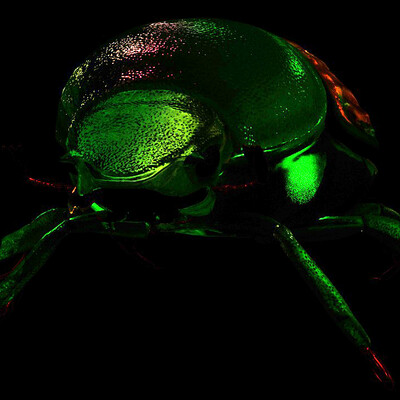 Beetle bronzovka