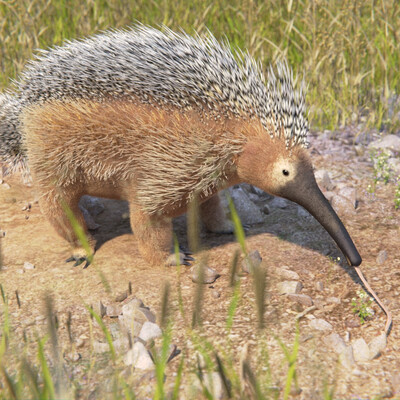 Crested echidna