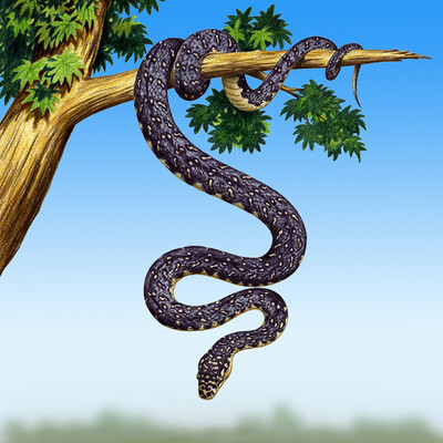 Python and turtle