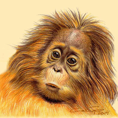 Orangutan