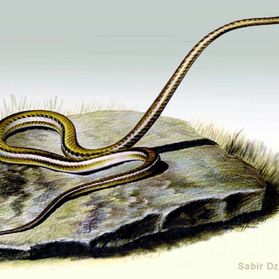 Arrow  Snake