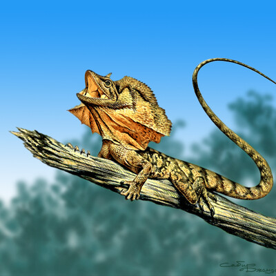 Chlamydosaurus kingii