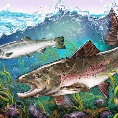 a fish