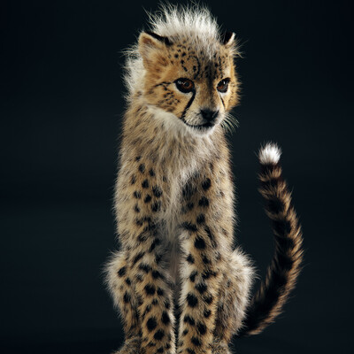 The Baby Cheetah in studio