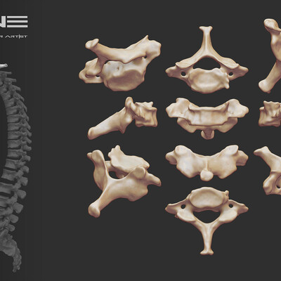 spine for artists and sculptors