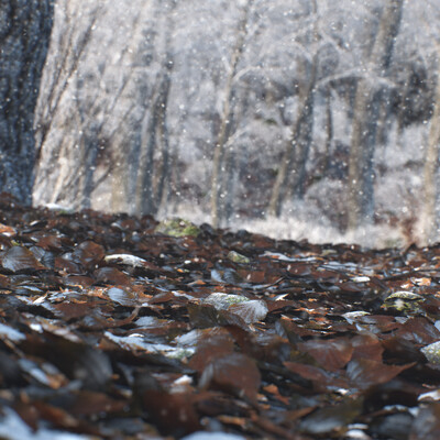 Autumn-Winter
