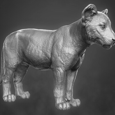 Lion Cub