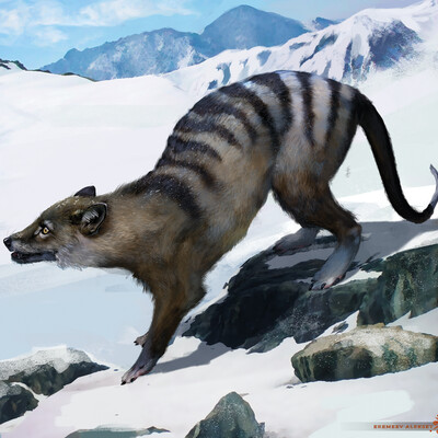 Tasmaniantiger wolf (Thylacinus cynocephalus)