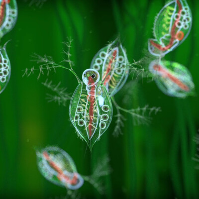 Daphnia