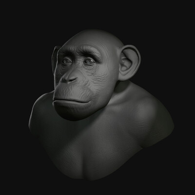 Monkey