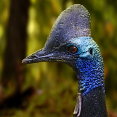 Casuarius casuarius