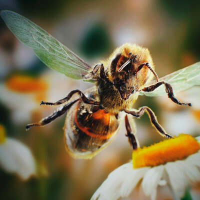 bee