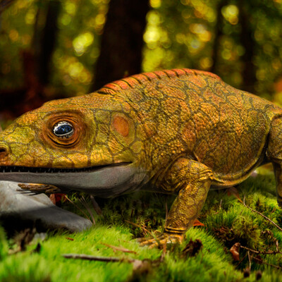 Cacops aspidephorus