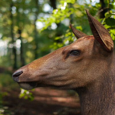 Female Elk