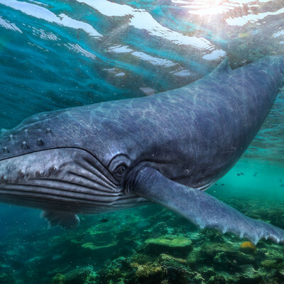 Humpback whale