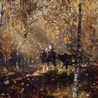 Лоси осенью  ( Moose in autumn)