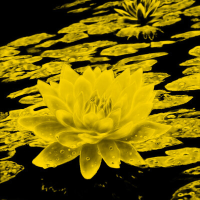Water lily in gold tones