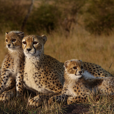 Cheetah Family