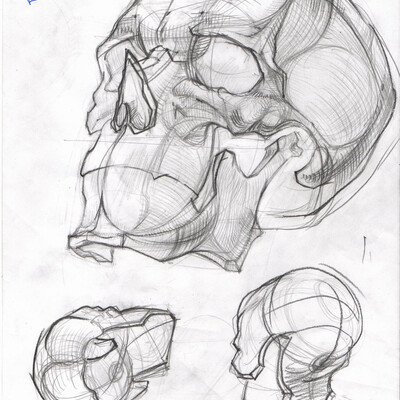 Skulls anatomy