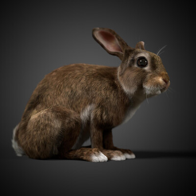 Rabbit
