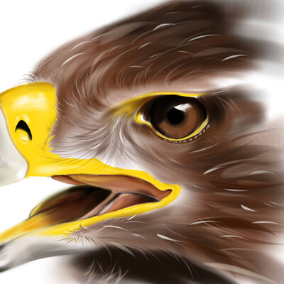 Scetch