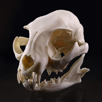 Skull