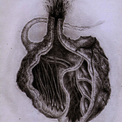 Сердце