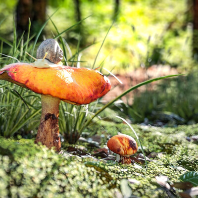 mushrooms in the forest