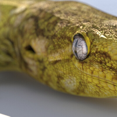 Gecko Lizard